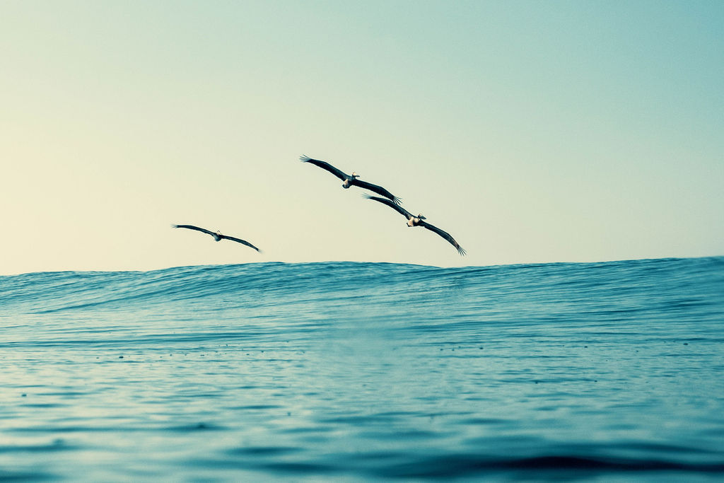 Pacific Selection Follow us